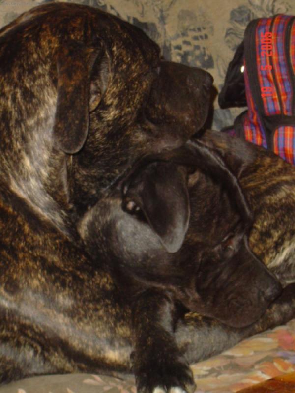 Foto: Sam a Max - dogo canario-Br�chov� 6. m�s�c�