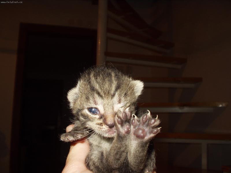 Foto: Fl��ek spink�