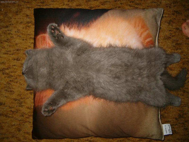 Foto: Mouchy,sn�zte si m�!!!!!-Spinkej m�j malinkej.