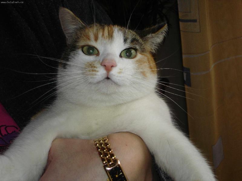 Foto: Jsem unaven�-Mamka chov� na�i rozmazlenou ko�ku Hefid�inu