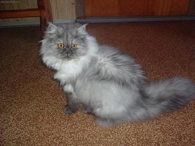 Foto: Py�n� kocour...tat�nek :-)