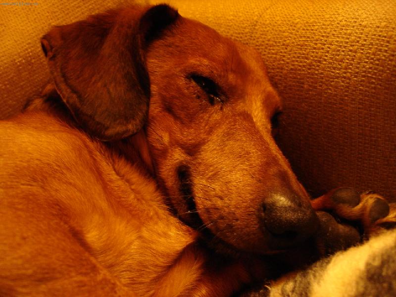 Foto: Sp��-Spink�m,neru�it!!