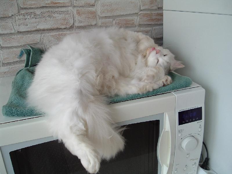 Foto: Bilu�ka-ko�ka na mikrovlnce