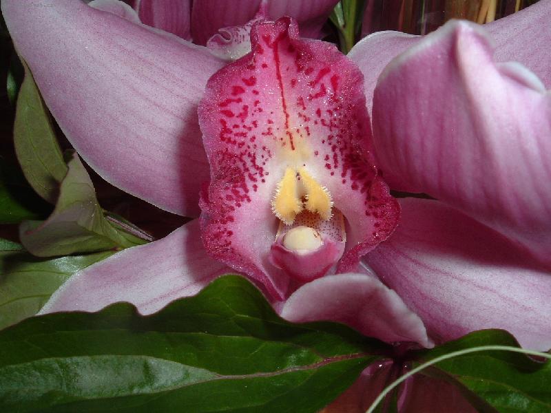 Foto: Orchidej