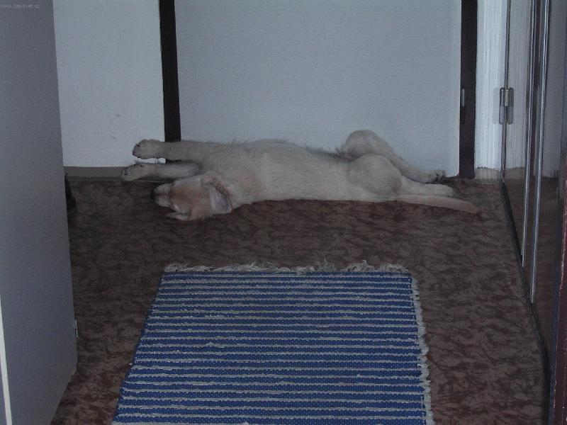 Foto: Sp�m jak dudek