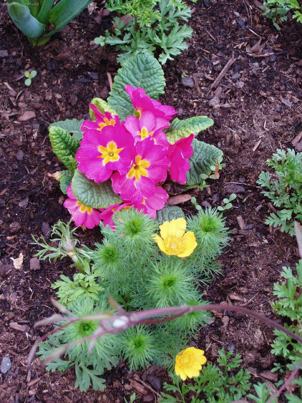 Foto: Prvosenka a Hlav��ek-Jarn� pohlazen�