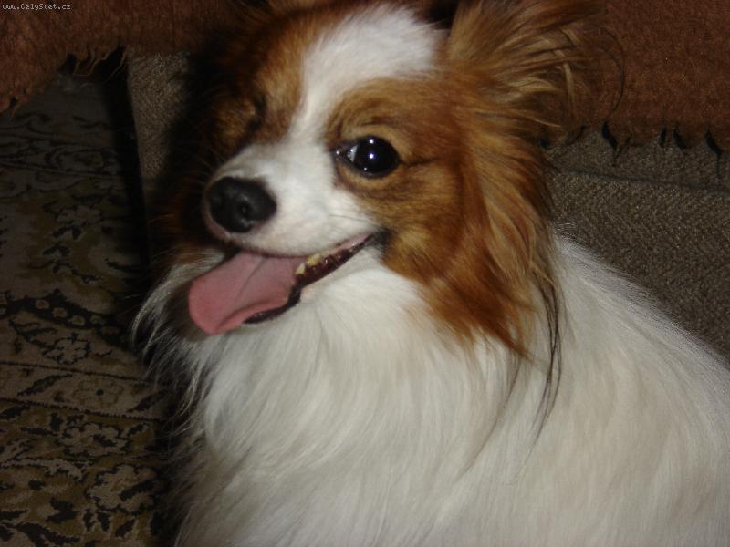 Foto: Maxi�ek-(maxik nem� prav� oko, m�l ur�z)