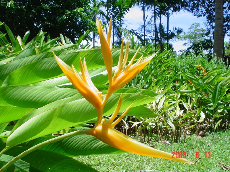 Foto: Kv�tina na Fiji-Kv�tina z Fiji