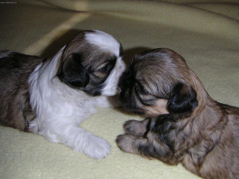 Foto: Jsme �ikovn� hol�i�ky :o)