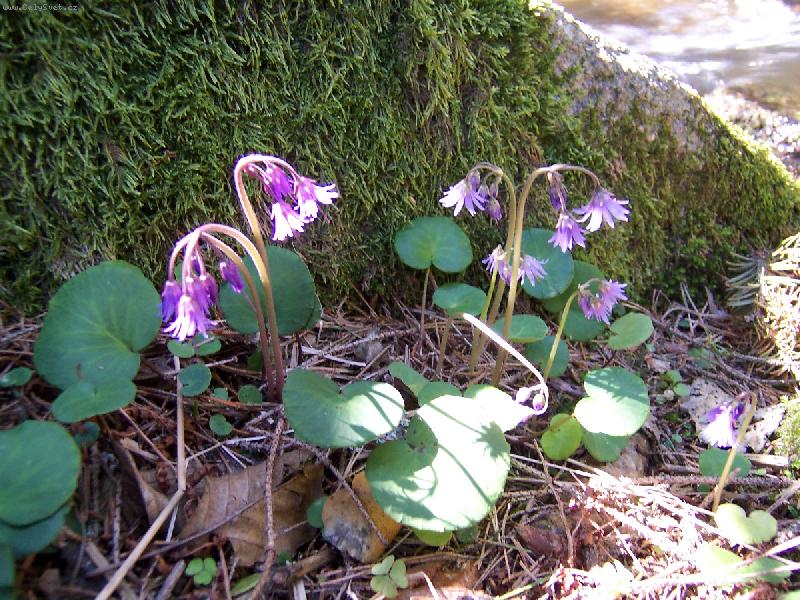 Foto: D��patka horsk�