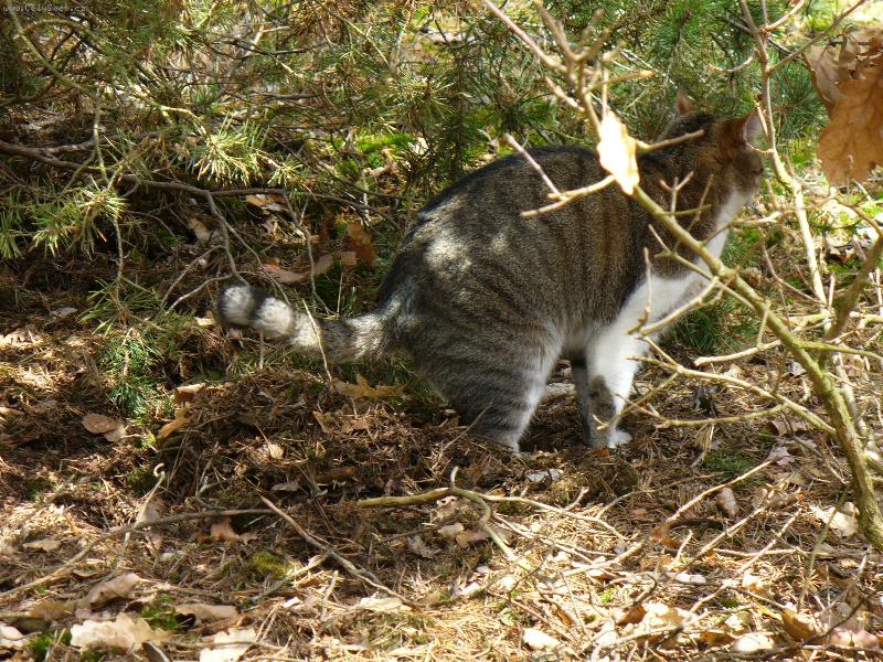 Foto: tose mi ulevilo-Jazzi v akci