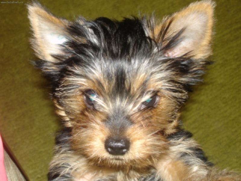 Foto: m�j p��tel-nen� slov