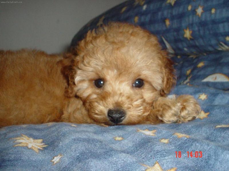 Foto: S�rinka-Nen� kr�sn�???