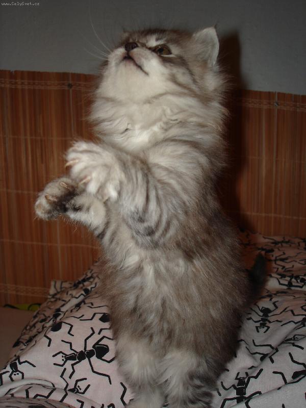 Foto: Pros�m, pros�m...