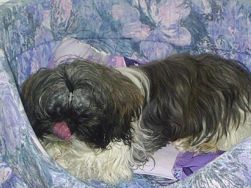 Foto: Terrynka-Po dobr�m ob�d�,trocha sp�nku..