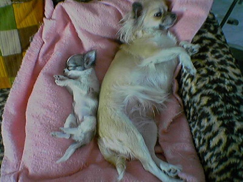 Foto: Mini a maxi-nen� pes jako pes