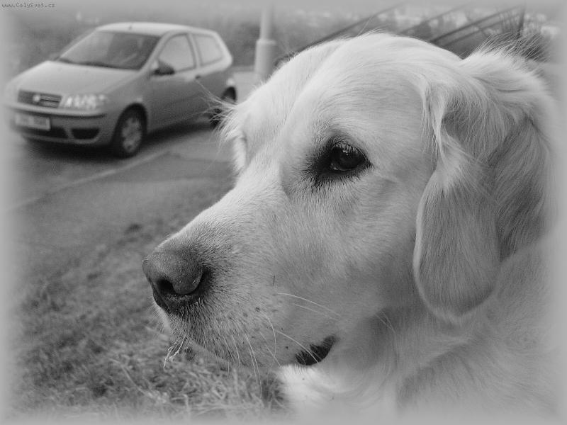 Foto: Moje �li�ka-jej� portr�t