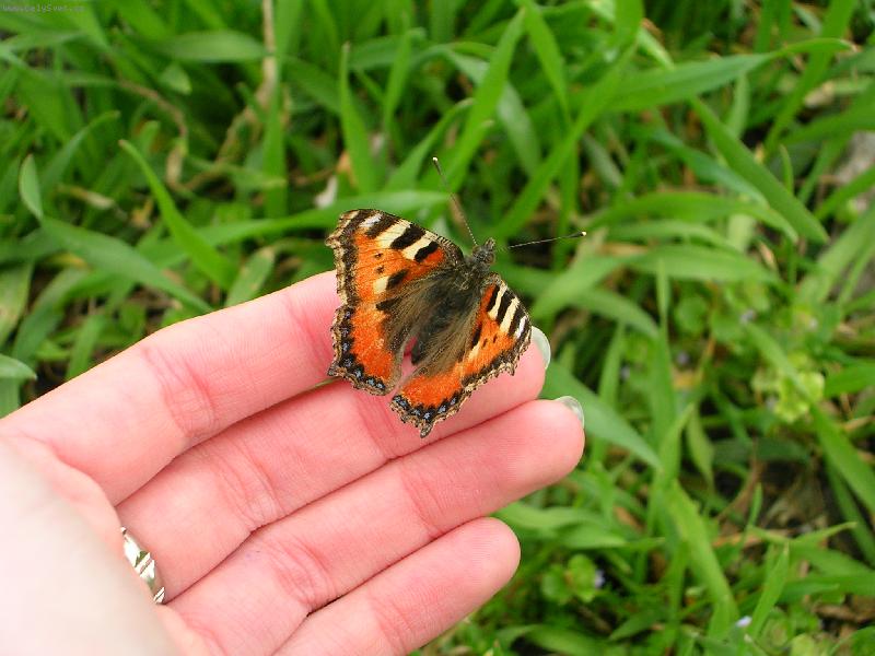 Foto: na dlani-po cest� dom� sem na n�j narazila u cesty...