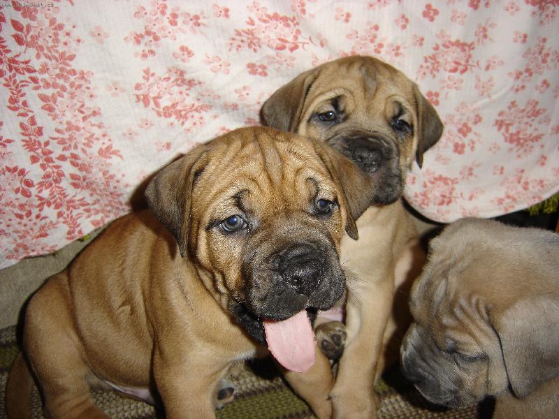 Foto: ale my chcemme taky j�st!!!-(�t��ata cane corso)