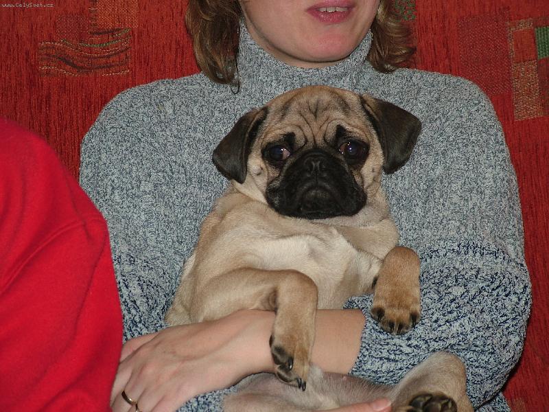 Foto: Ar��-tady m� 4 m�s�c�