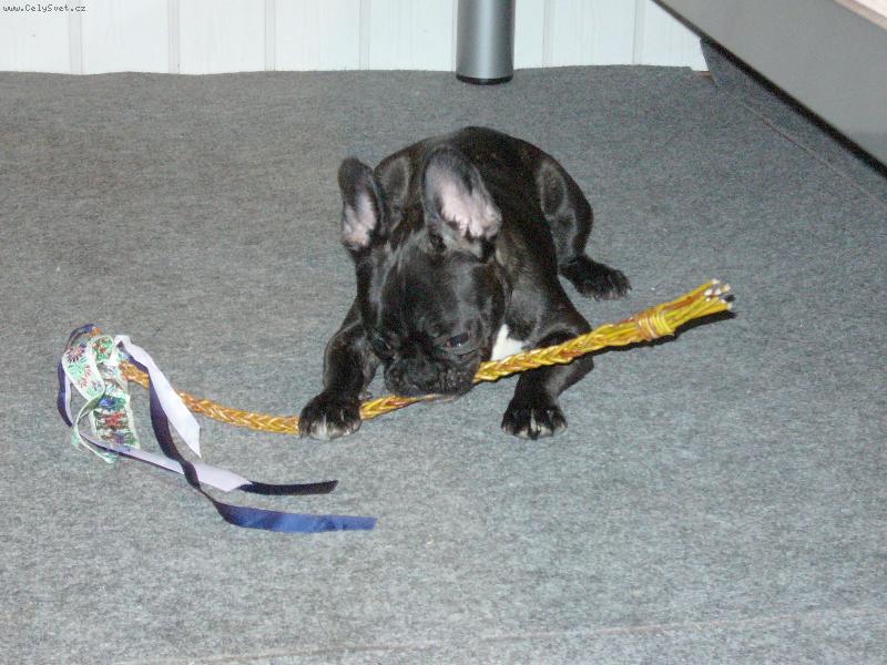 Foto: Blueberry-Vesel� velikonoce