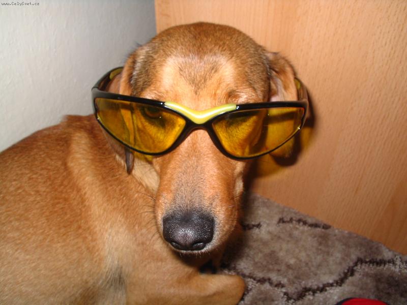 Foto: br�le proti slunci