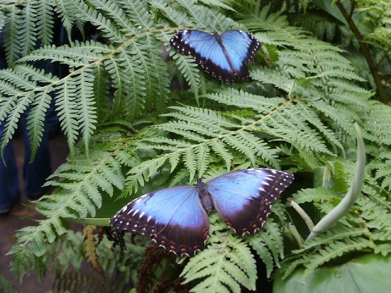 Foto: sourozenci-dva mot�li na kapradin�