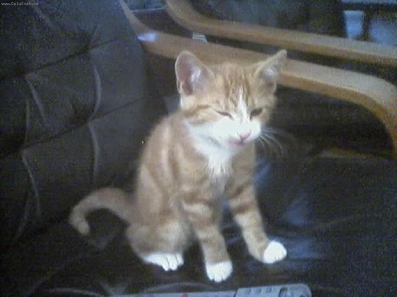 Foto: M�a-to u� je zase r�no? ach jo....