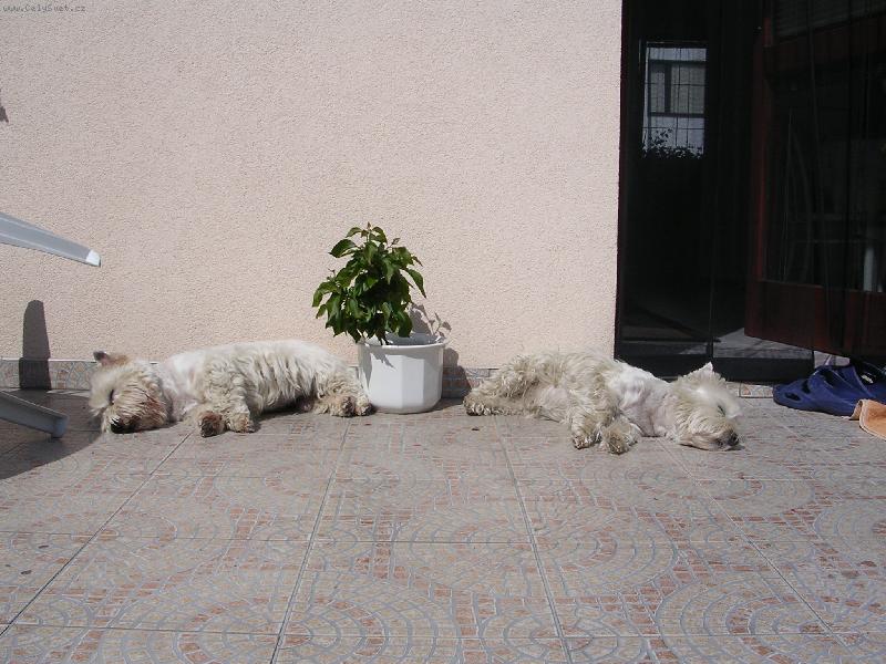 Foto: Kone�n�  slun��ko-na�i mil��ci