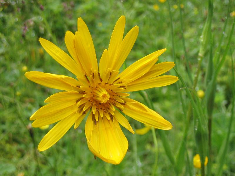 Foto: Koz� brada lu�n�-Mal� Fatra, Z�zriv�