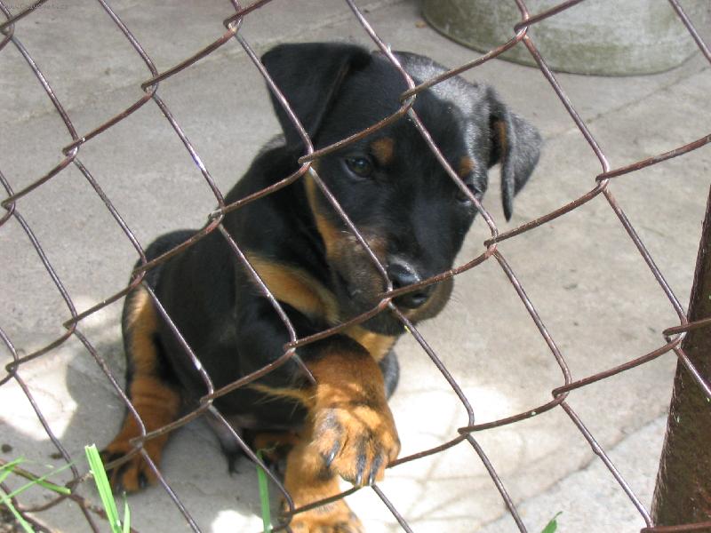 Foto: Jagdterrier Bony - �t�n� v kotci