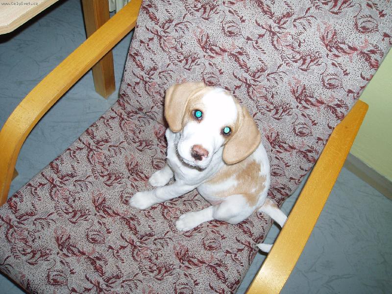 Foto: Daphne-Daphne volat dom�