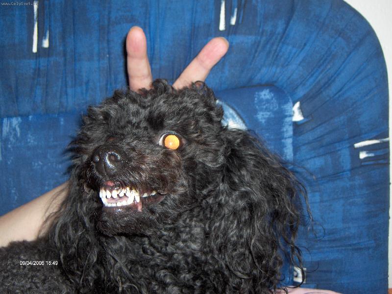 Foto: Mal� ��blice-Jsem and�lek s ��blem v t�le.