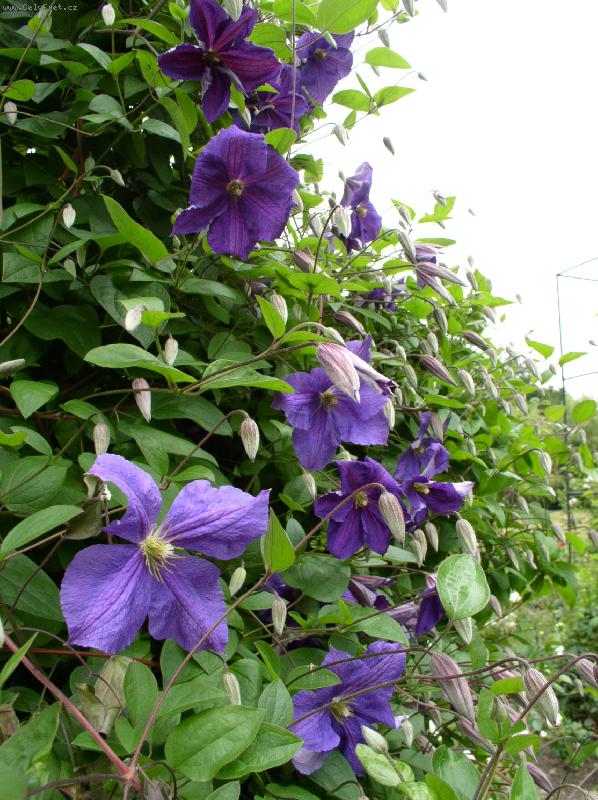 Foto: plam�nek-ze z�meck�ho parku v �astolovic�ch