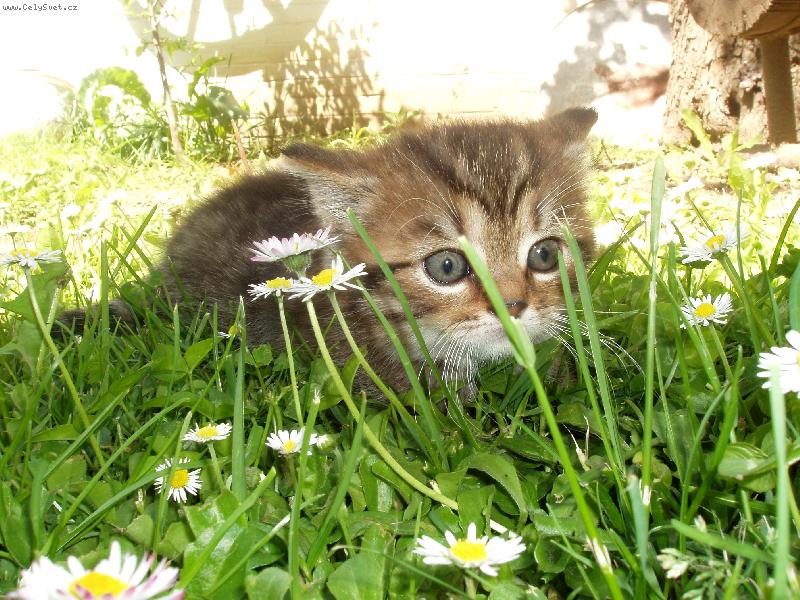 Foto: Happy-jsem p�ipraven na lov!