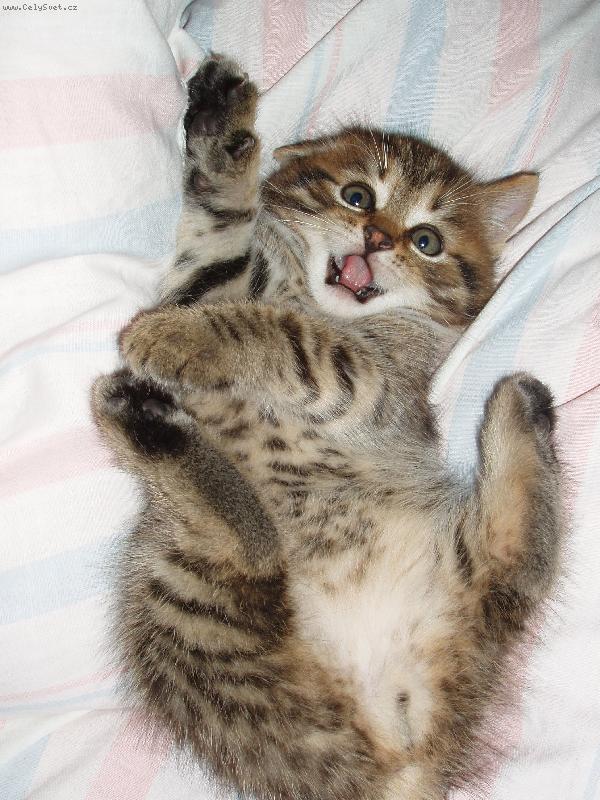 Foto: Happy-dejte mi u� v�ichni pokoj!!