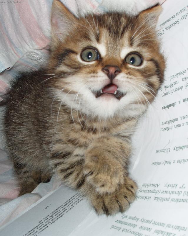 Foto: Happy-j��...tak to je pr�ser!!