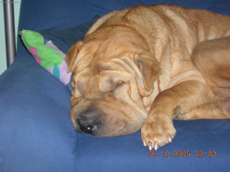 Foto: milovan� gau�