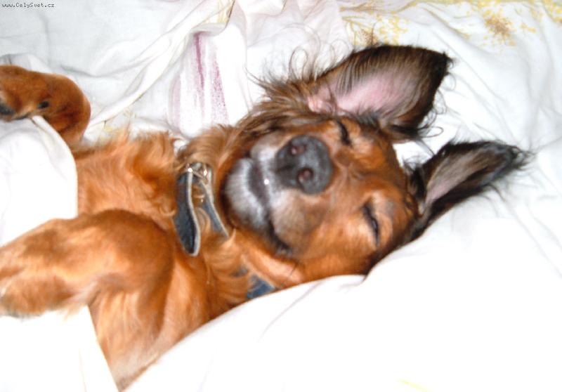 Foto: Nela v posteli.-N� milou�kej pej�nek v posteli.