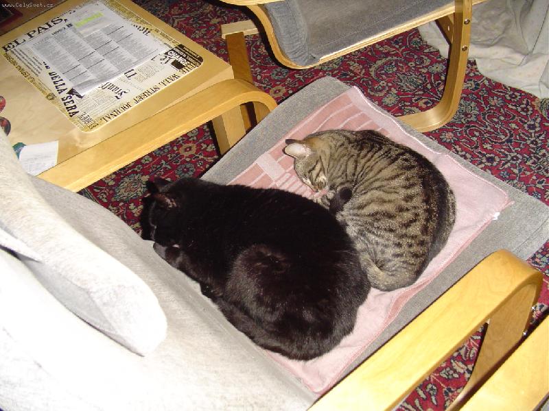 Foto: Moji dva kocourci co sp� na k�esle :)-K�eslo,kocour,kocour=dobr� fotka ?? :)
