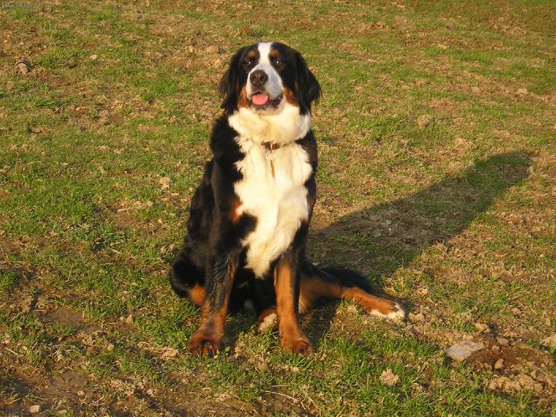 Foto: S�ra-Fotogenick� pes