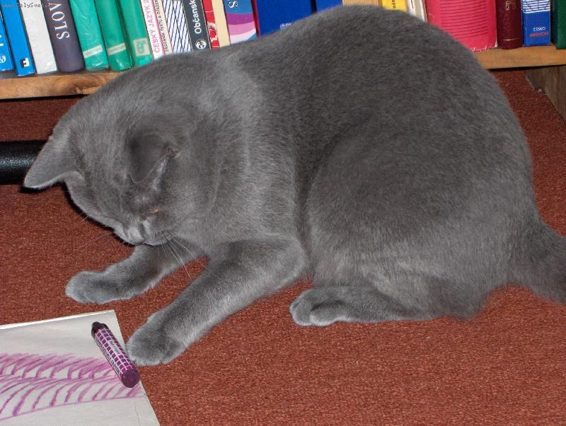 Foto: Max�k maluje)-..jak tu tu�ku v�dycky dr��???