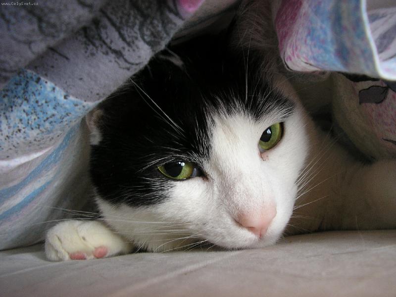 Foto: Macek v posteli