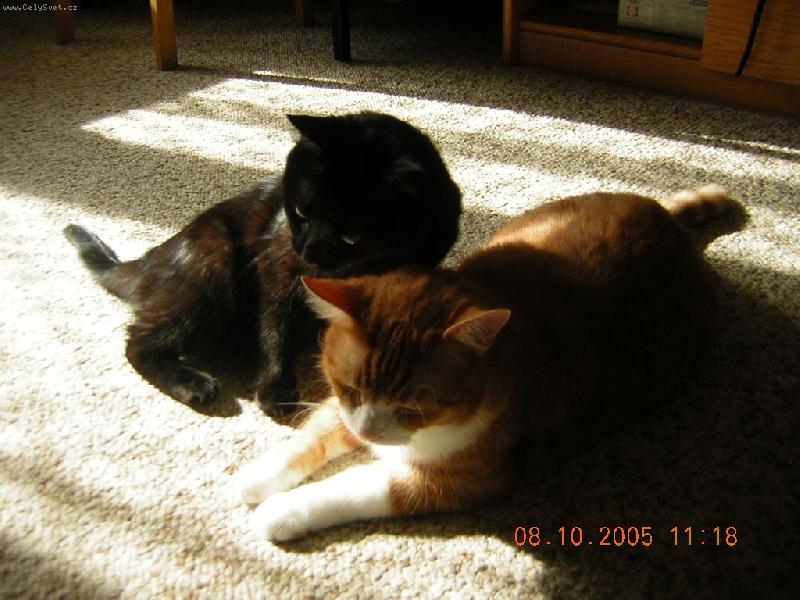 Foto: �i a �i a �i�i�i,jsou to brat�i ko�i��