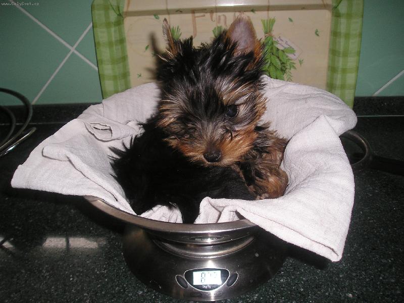 Foto: Kolik asi v��m?