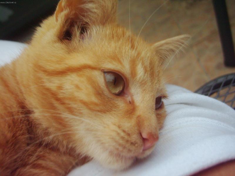 Foto: ferdacek-ferdass :-)