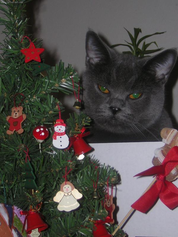 Foto: Beru�ka a V�noce-Beru�ka a V�noce