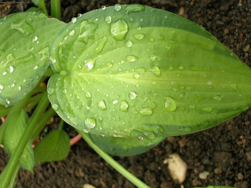 Foto: Bohy�ka - Hosta-moje za��tky