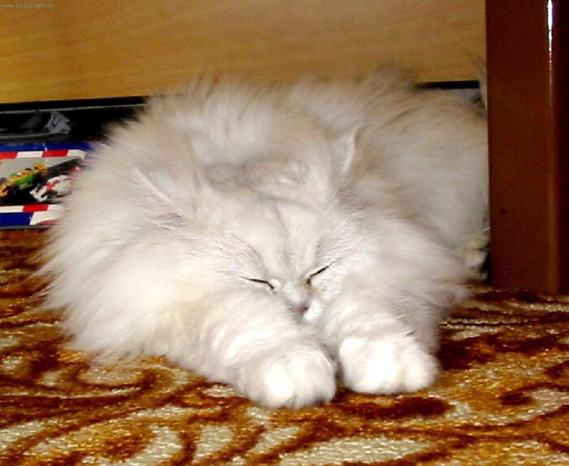 Foto: Zoro-Co dodat ?