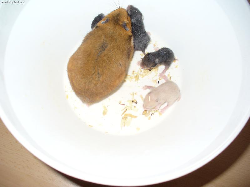 Foto: K�e�ek - Dr�palka a jej� " d�ti "-.....�e by ned�ln� ob�d?